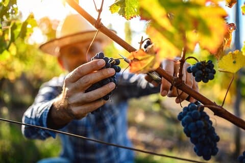 Luxury Wine Tasting nella Suggestiva Valle d’Itria