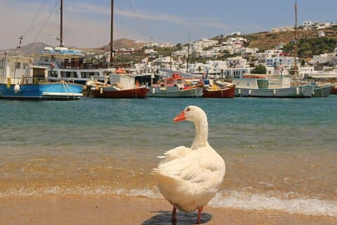 Private Mykonos Die einzige Tour für Ihren Social Media Feed