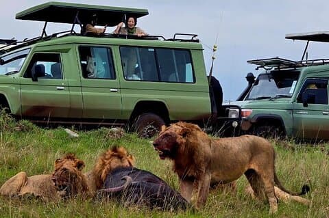 3-dagars Maasai Mara Safari 4X4 Jeep-grupp ansluter till dagliga avgångar