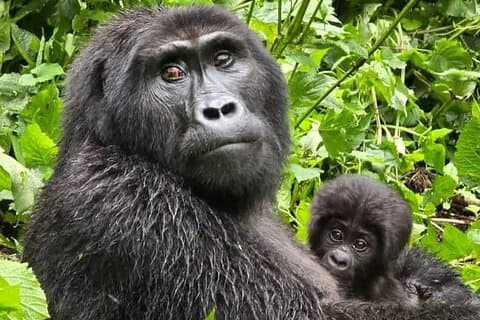 7 Tage Ruanda Uganda Primaten und Wildlife Safari Tour