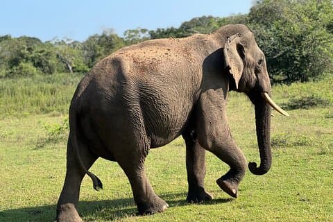 Yala National Park Half Day Safari Tour (Morning & Evening)
