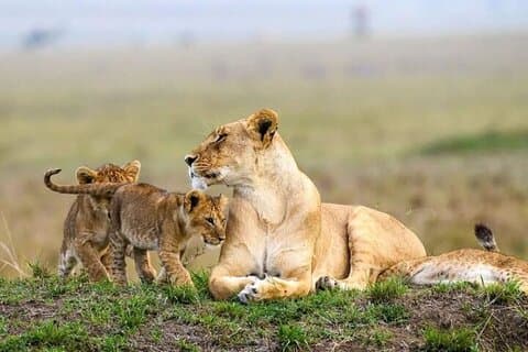 3 Days 2 Nights Masai Mara Joining Safari From Nairobi