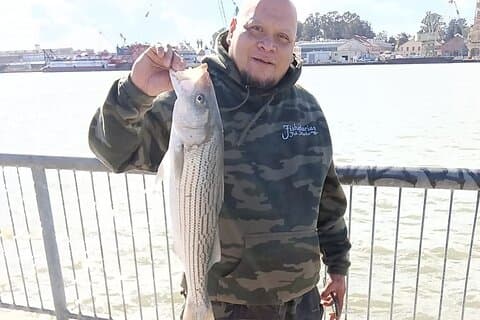Impara a Pier Fish : Caccia al basso a strisce (Nessuna licenza richiesta)