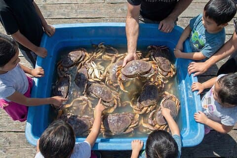 Aprende a Pier Fish : Crab Harvest (No se requiere licencia)