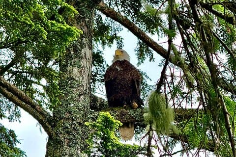 Privat 3-timers fototur i Ketchikan Alaska