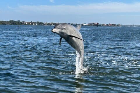 Privé dolfijnencruise - Anna Maria Island