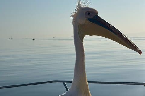 Delfin Katamarankryssning och Sandwich Harbour Tour