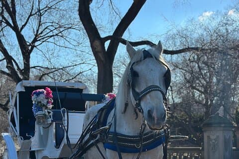 Classico giro in carrozza a Central Park con vista iconica su New York