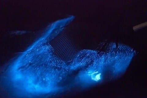 Biolumineszente Kamm Gelee Clear Kayaking Tour