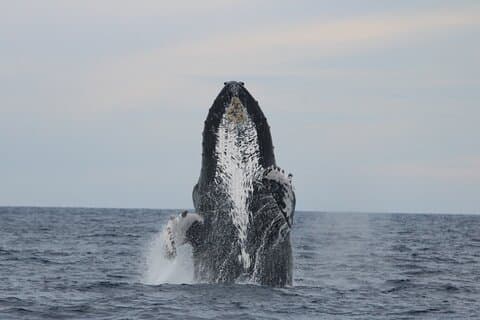 Maestoso tour di osservazione delle balene a Cabo San Lucas