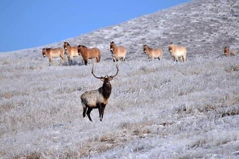 Servizio di trasferimento al Parco Nazionale di Khustai
