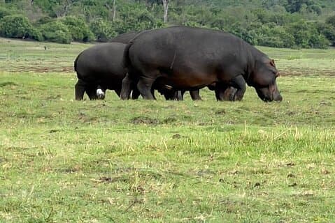 Hoteller i nærheden af Chobe Morning Game Drive