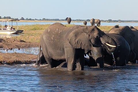 Excursion d'une demi-journée à Chobe après-midi Safari en bateau
