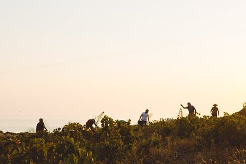 Santorini Sunrise Experience naturskønne udsigter og lokale smag