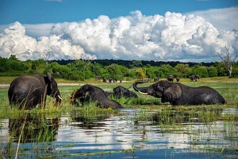 Gita di un giorno a Chobe da Livingstone