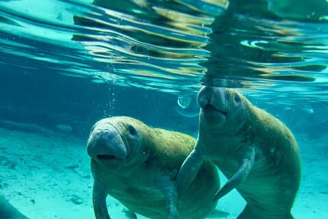 Guided Semi-Private Snorkel Tour (w/ FREE Photos!)