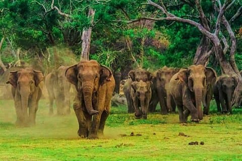 All Inclusive Udawalawe & Elephant Transit Home Safari privato