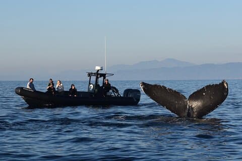 Up Close Dolphin & Whale Watching