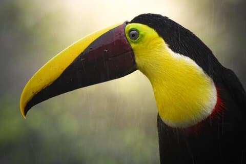 Tour di uccelli e fotografia