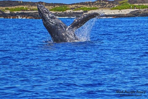 Kailua Kona Whale Watching Boat Tour Experience