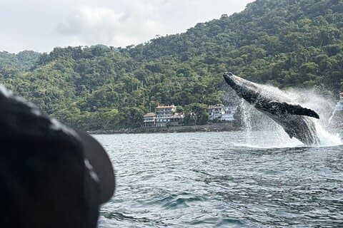 Private Tour 3 Hours of Whale Watching