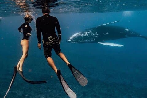 4 Hour Swim with Whales - Small Groups, Photography Included