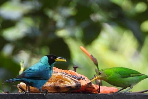 Bird Watching Day Trips Around Iquitos