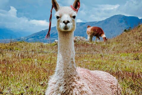 Sacred Valley VIP Den komplette Inka arv oplevelse