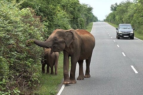 Tour privato di 10 giorni dello Sri Lanka con hotel e trasporti a 3 stelle