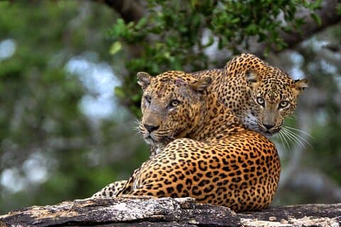 From Beach Hotels: Yala National Park Safari with Campsite Lunch