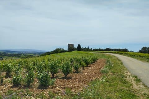 Inne i Châteauneuf-du-Pape: En vinopplevelse