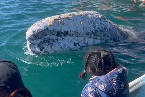 Balene grigie a Puerto Chale Spedizione privata