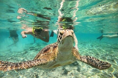 Gili Snorkeling Tour: Swim with Turtles & Go Pro Documentation