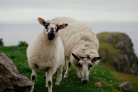 De hoogtepunten van Zuid-Ierland - 6-daagse premium groepsreis