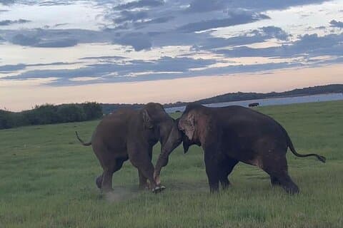 キャンディ発:ミネリヤ野生動物サファリ&ヘリテージ日帰りツアー