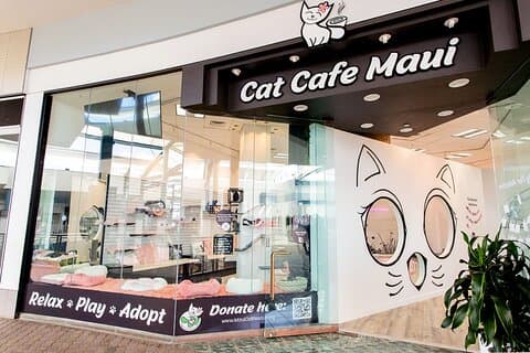 猫カフェ・マウイ体験~レスキュー猫とリラックス~