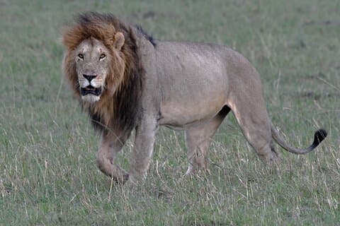 11-daagse Wildlife Safari en Diani Beach