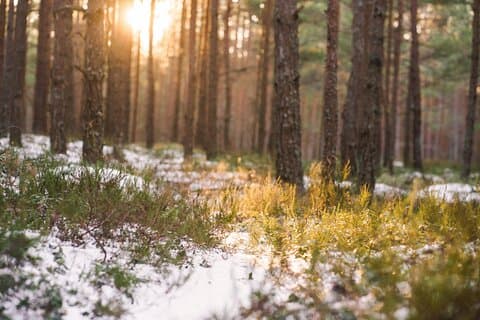 Refreshing Walk in Nature near Riga