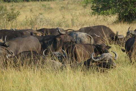 Journée complète Parc national Akagera en Safari depuis Kigali