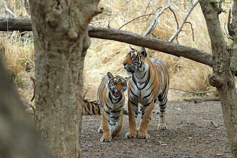 Excursión privada de 4 días al Triángulo de Oro con Safari de Tigre Ranthambore