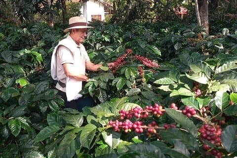 Hacienda Coloma Coffee Day Tour em Fusagasugá saindo de Bogotá