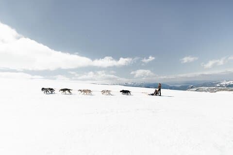 Hund sliding eventyr i Tromsø