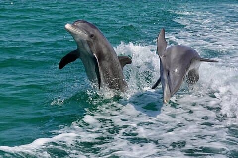 Anna Maria Island Delfines & Principiantes Snorkeling Adventure 4Hrs