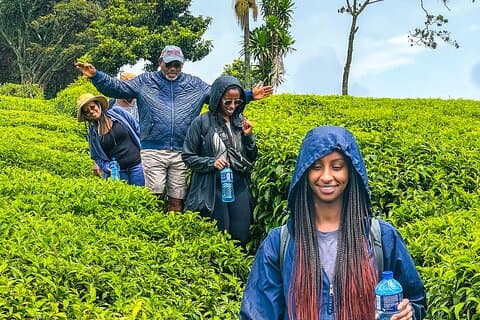 Tigoni Tea Farm Touren