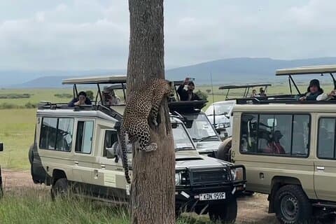 3-dages Maasai Mara Group deltager i safari med guidet tur