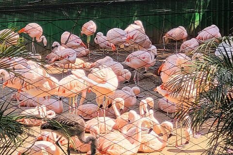 Führung durch den Zoo von São Paulo