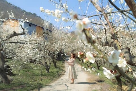Seoul: Gwangyang Maehwa Flower & Jeonju Hanok Village 1 day trip