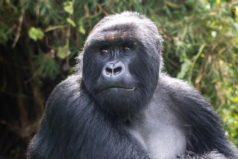 Ruanda Nebensaison Luxus Safari und Gorilla Trekking Erlebnis