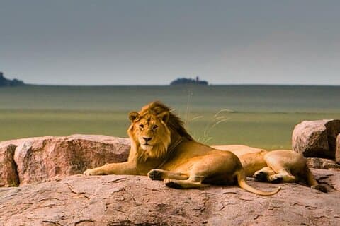 3-daagse vliegreis vanuit Zanzibar Tarangire, Ngorongoro & Manyara