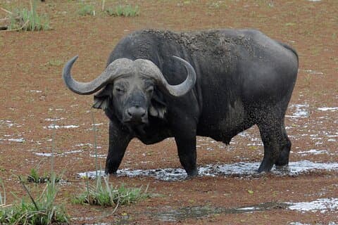 3 Day Safari of Amboseli National Park